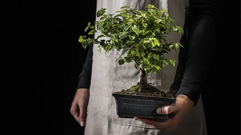 گیاه بونسای