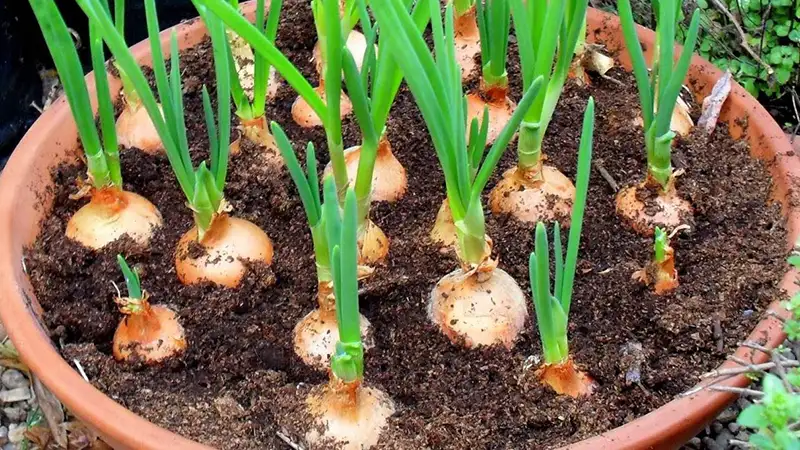 راهنمای جامع کاشت پیاز: از انتخاب بذر تا برداشت محصولی پربازده و پرسود