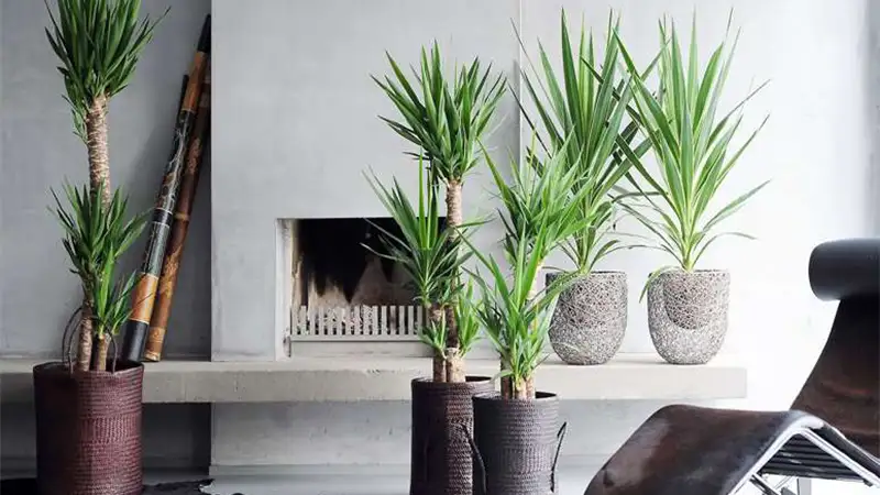 مزایای استفاده از چراغ رشد گیاه برای یوکا