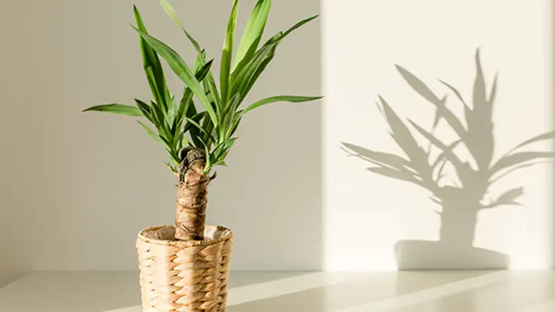 پرورش یوکا در محیط‌های کم‌نور با چراغ رشد گیاه