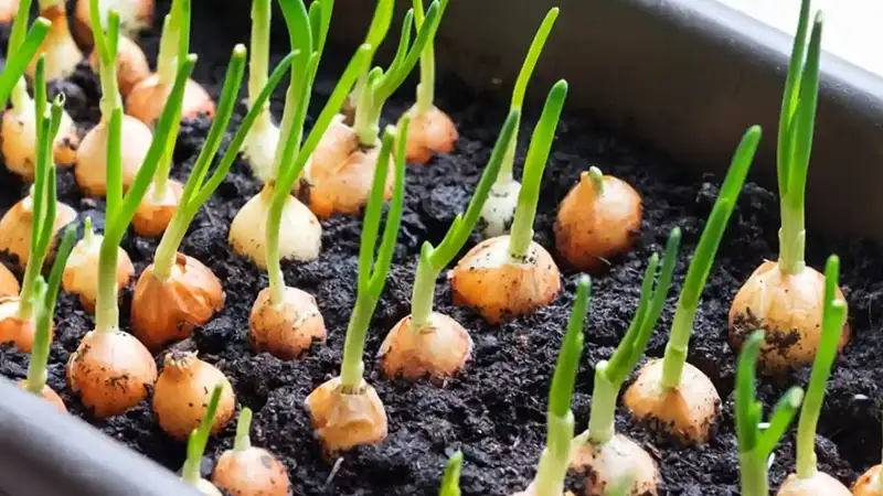 انتخاب بذر مناسب برای کاشت پیاز