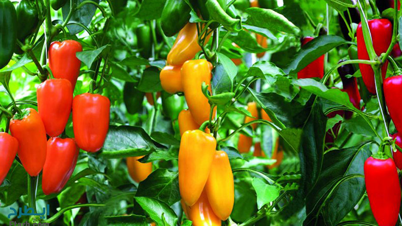 استفاده از لامپ رشد گیاه در کشت فلفل دلمهای