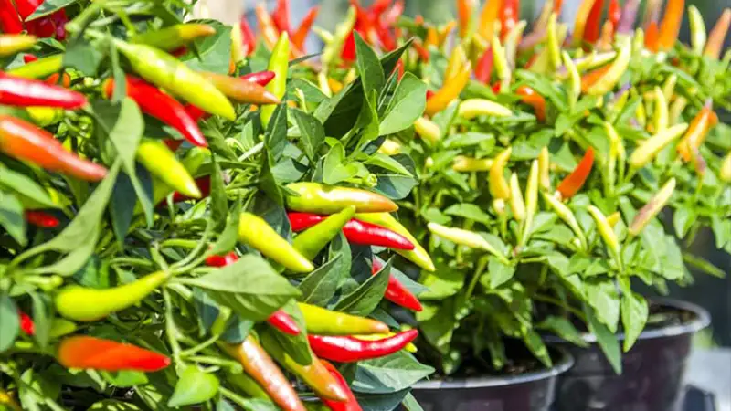 با لامپ رشد گیاه، فلفل قرمز را در تمام فصول سال پرورش دهید