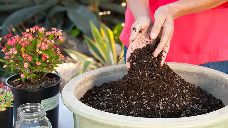 پیت ماس چیست؟ بهترین بستر برای رشد گیاهان گلخانه‌ای