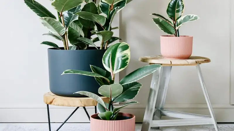 فیکوس الاستیکا؛ گیاهی زیبا و مقاوم با رشد ایده‌آل در خانه!