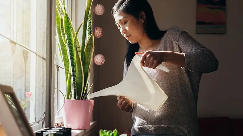 فایده علمی گیاهان آپارتمانی و نقش لامپ رشد گیاه در سلامت آن‌ها