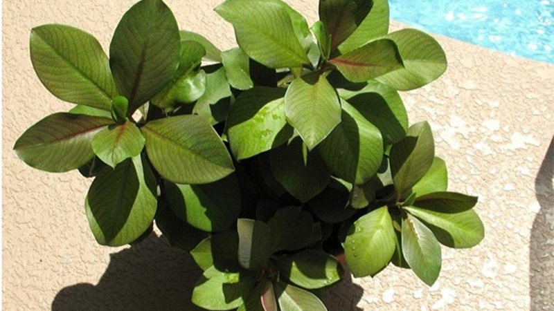 راهنمای کامل نگهداری گل فردوس؛ گیاه مقاوم و زیبا برای خانه شما