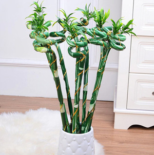 بامبو؛ نماد خوش‌شانسی و اکسیژن‌ساز قوی