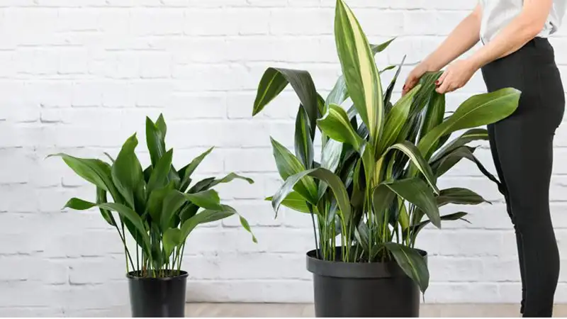 برگ عبایی ابلق – گیاهی مقاوم و لوکس