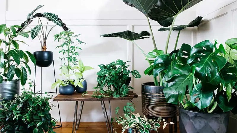 گیاهان آپارتمانی لاکچری که فضای شما را اشرافی می‌کنند!