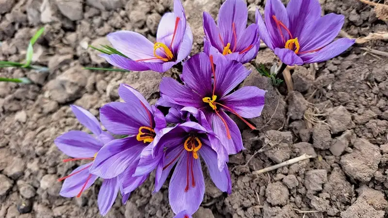 کشت زعفران گلخانه‌ای: آیا این روش سودآور است؟