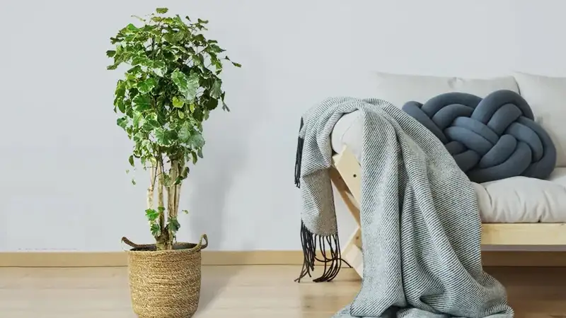 پولیشیاس فابیان – گیاهی کمیاب و خاص