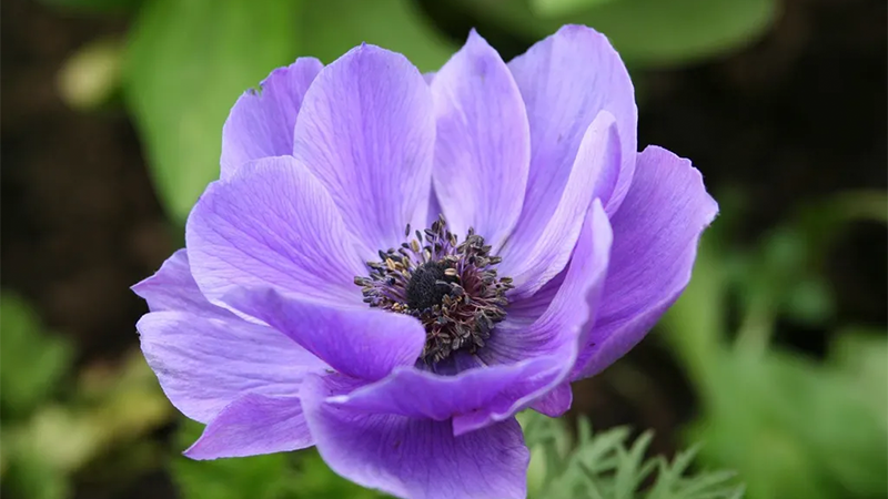 گل شقایق؛ زیبایی افسانه‌ای با نیاز به نور مناسب