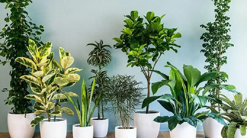 10 گیاه تصفیه‌کننده هوا که خانه شما را سالم‌تر می‌کنند! تنفس سالم‌تر در خانه!
