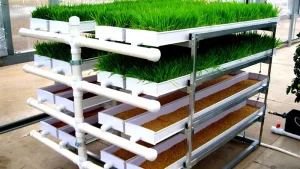 چگونه علوفه هیدروپونیک بکاریم؟ راز تولید علوفه ارزان و باکیفیت!
