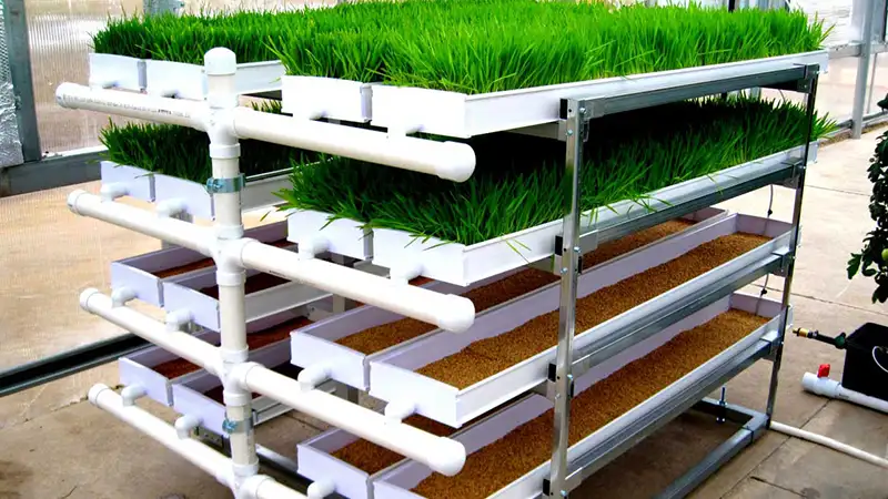 چگونه علوفه هیدروپونیک بکاریم؟ راز تولید علوفه ارزان و باکیفیت!