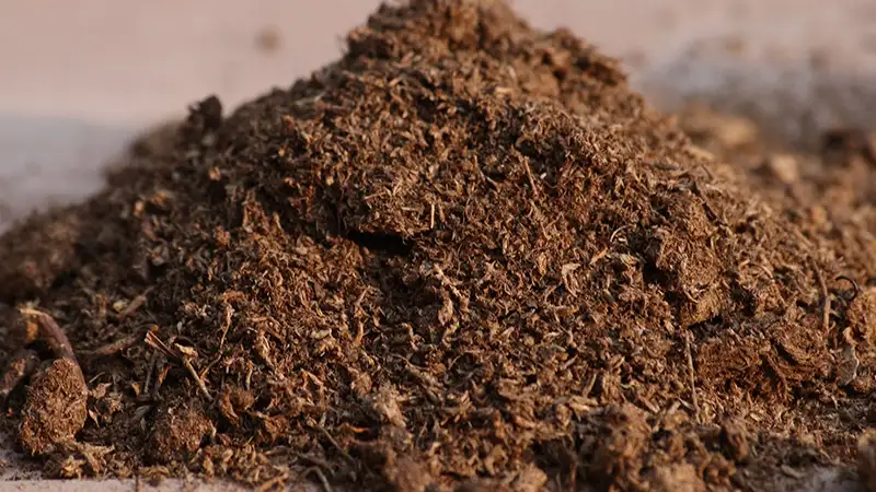 پیت ماس سیاه