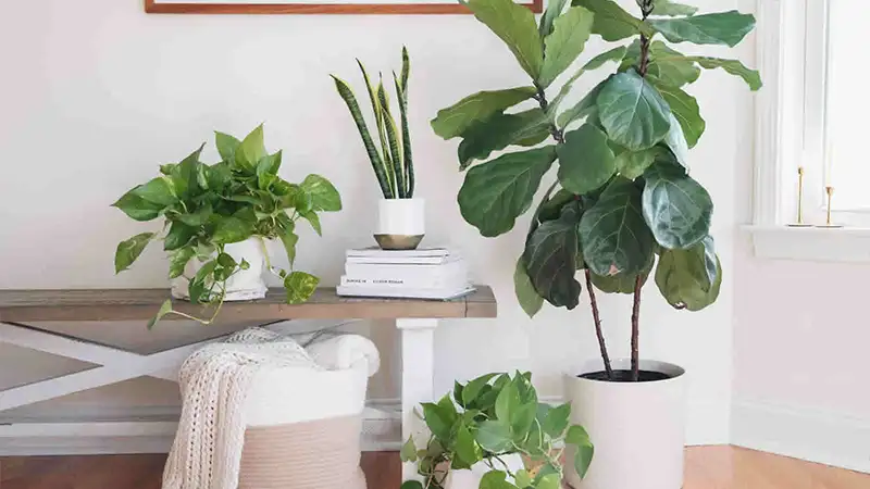 شرایط رویایی برای رشد فیکوس الاستیکا