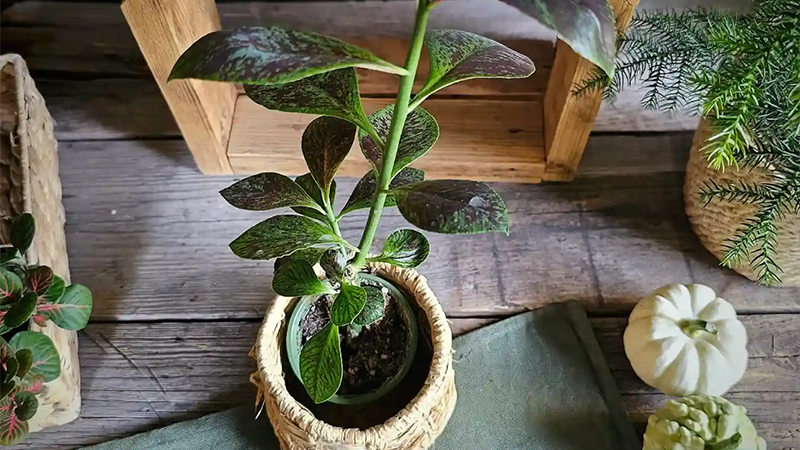 گل فردوس سبز