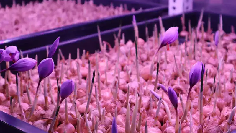 مراحل گام‌به‌گام کشت زعفران گلخانه‌ای