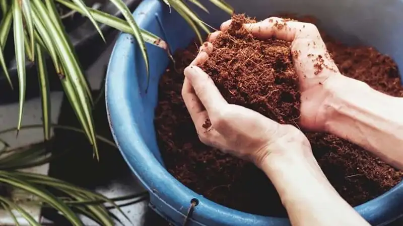 کوکوپیت چیست؟ بهترین بستر برای رشد سریع‌تر گیاهان!