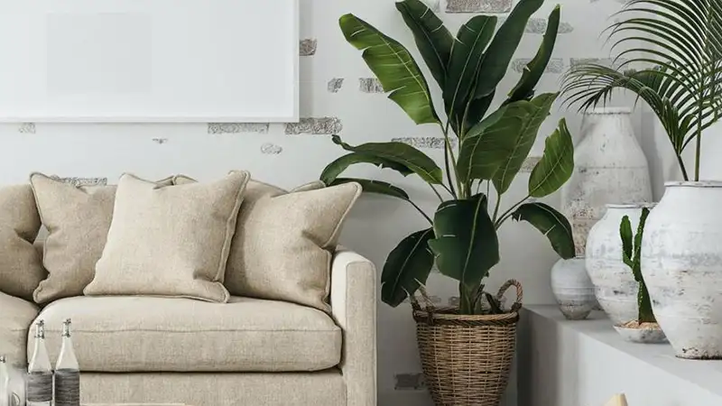 پرنده بهشتی – شکوه طبیعت در خانه شما