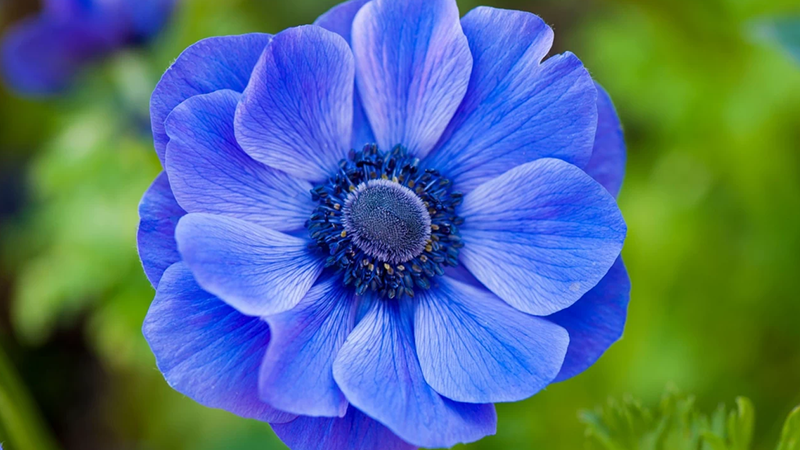 اصول کاشت و نگهداری گل شقایق؛ چگونه رشد بهتری داشته باشیم؟