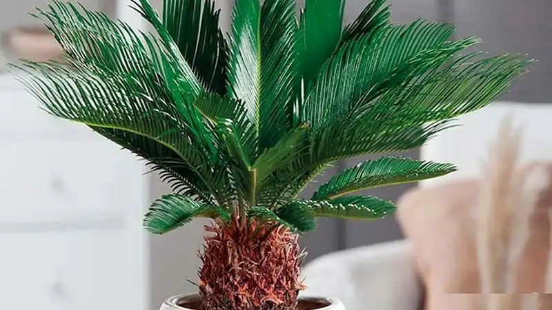 راز پرورش نخل سیکاس در محیط کم‌نور با چراغ رشد گیاه