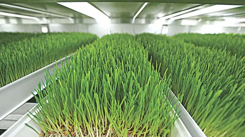 چالشهای کشت علوفه هیدروپونیک