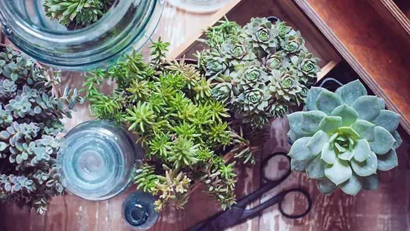 تأثیر مثبت گیاهان بر تسریع روند بهبودی بیماران