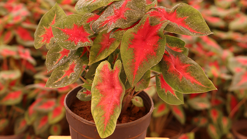 روش‌های تکثیر گل فردوس