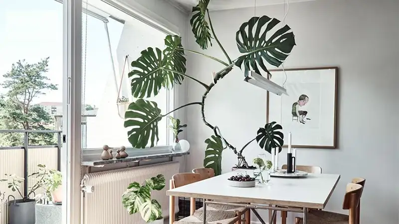 برگ انجیری ابلق – زیبایی نادر و لوکس