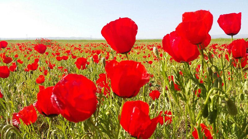 روش‌های تکثیر گل شقایق؛ افزایش تعداد گل‌های شما