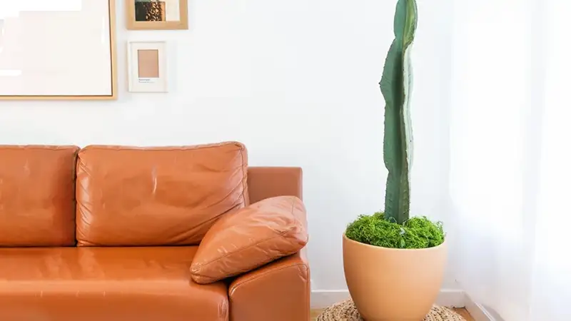 افوربیا اینگنس – کاکتوس لاکچری و چشمنواز