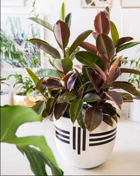 فیکوس؛ گیاهی دکوراتیو و مؤثر در تصفیه هوا