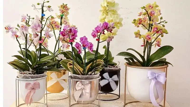 ارکیده – نماد ظرافت و اشرافیت