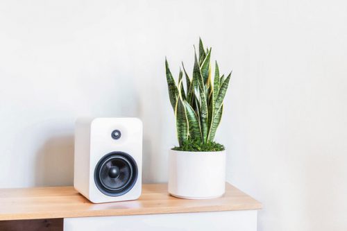 سانسوریا؛ گیاهی تصفیه‌کننده که شب‌ها هم اکسیژن تولید می‌کند