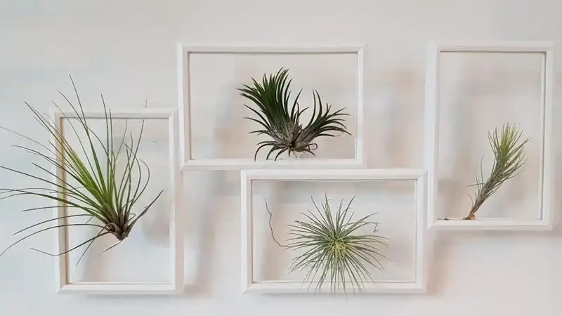 تیلاندزیا – گیاهی هوازی و فانتزی