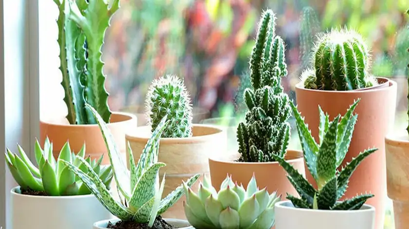 نگهداری کاکتوس در آپارتمان