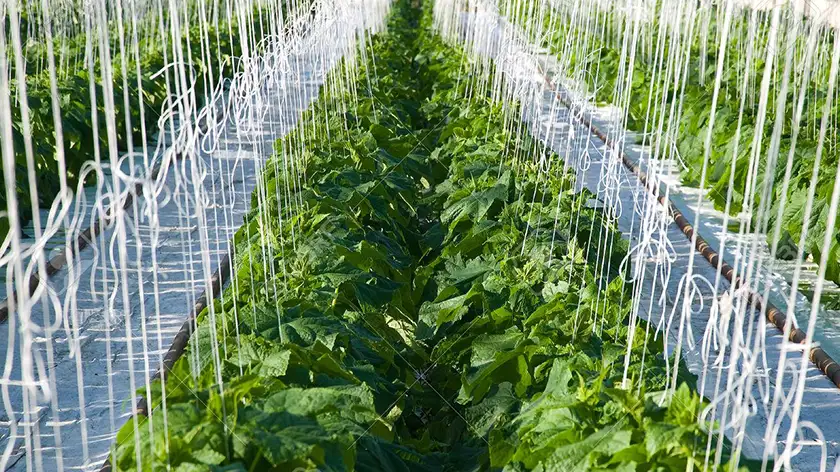 آیا چراغ رشد گیاه برای خیار گلخانه‌ای واقعاً مؤثر است؟