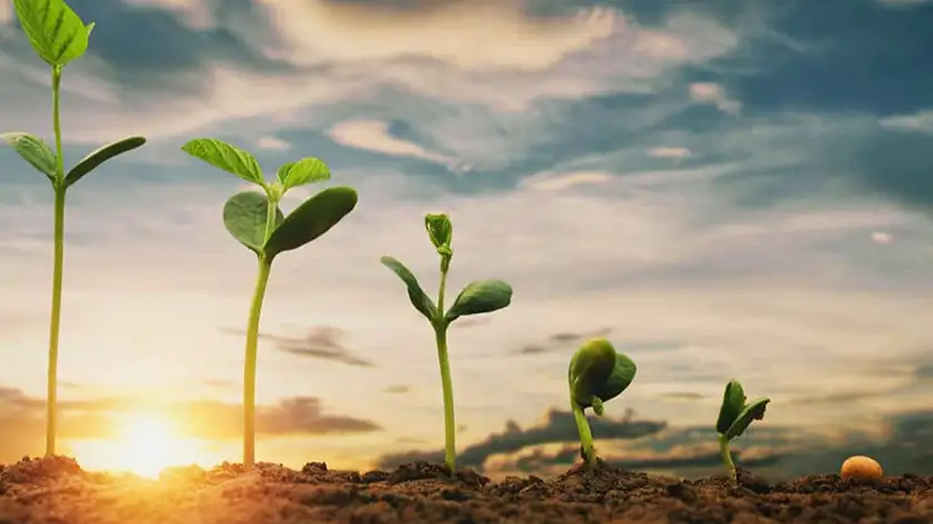 چراغ رشد گیاه؛ نجات فوری گیاهان پژمرده در خانه‌های کم‌نور!