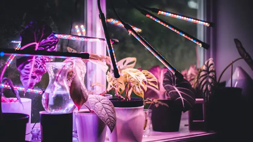 آیا نور مناسب برای گیاهان را درست انتخاب می‌کنید؟ حقیقتی که نمی‌دانید!