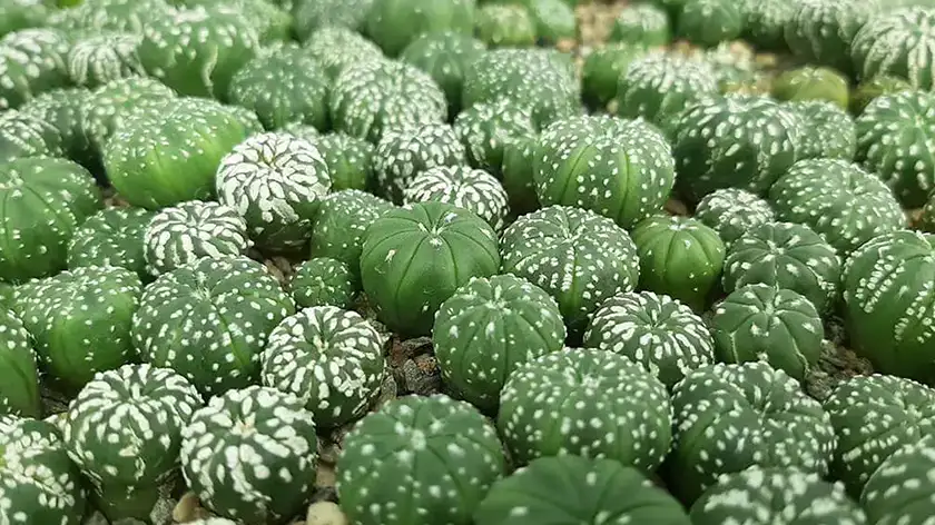 ساکولنتها چقدر نور نیاز دارند؟