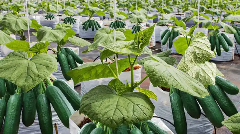 چراغ رشد Full Spectrum