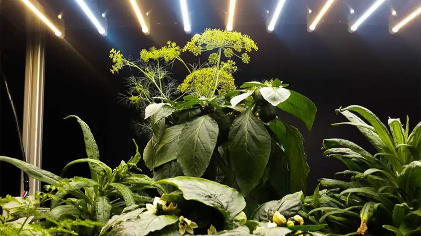 آسیب‌های پنهان کمبود نور به گیاهان گلخانه‌ای و زینتی