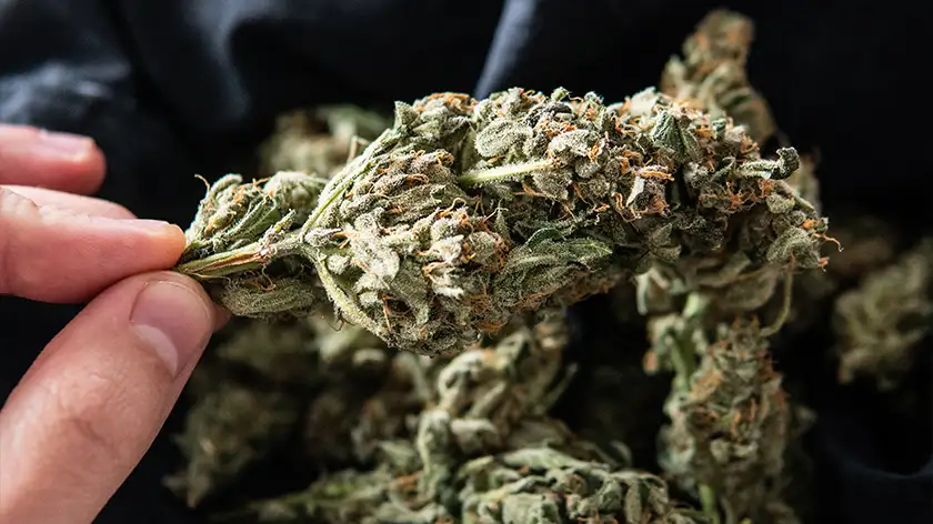 خاک ایده‌آل ماریجوانا: ترکیب سبک، تنفس‌پذیر و رطوبت‌دوست برای ریشه‌های سالم