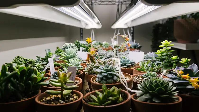 آیا چراغ رشد گیاه برای کاکتوس ضروری است؟ پاسخ شما اینجاست!