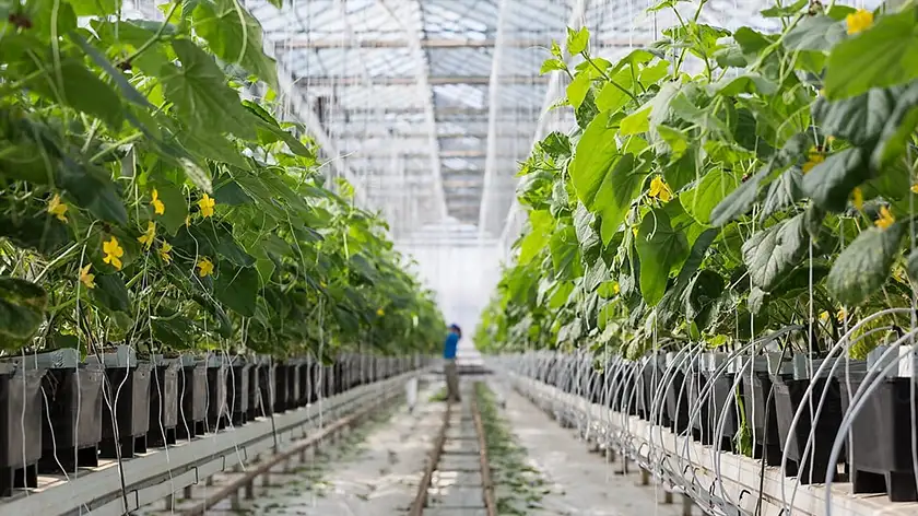 روایت کشاورزان موفق؛ خیار باکیفیت زمستانی با چراغ رشد Full Spectrum