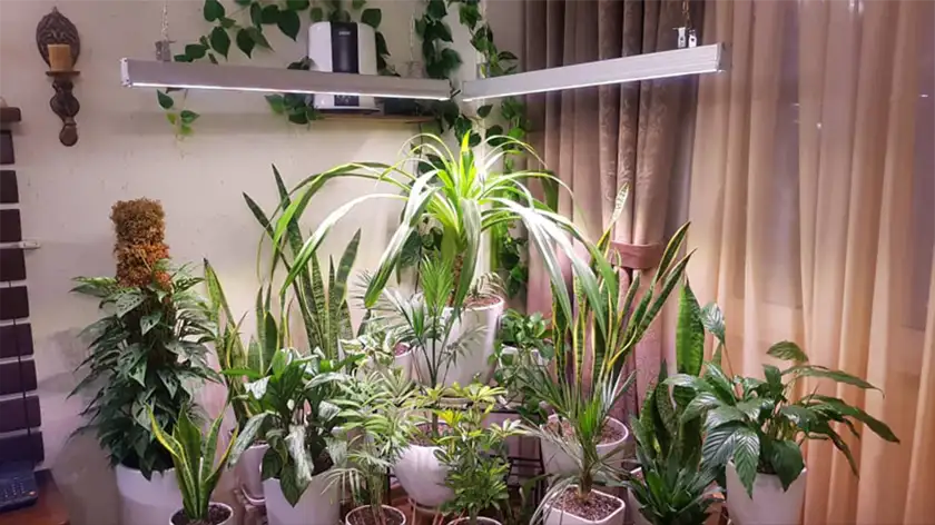 نور مصنوعی؛ خورشید اختصاصی گیاهان در خانه شما