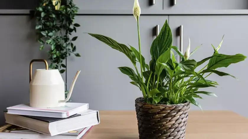 چراغ رشد گیاه؛ راز گل‌دهی فوق‌العاده اسپاتی‌فیلوم در خانه‌های کم‌نور!